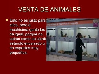 VENTA DE ANIMALESVENTA DE ANIMALES
 Esto no es justo paraEsto no es justo para
ellos, pero aellos, pero a
muchísima gente lesmuchísima gente les
da igual, porque noda igual, porque no
saben como se sientesaben como se siente
estando encerrado oestando encerrado o
en espacios muyen espacios muy
pequeños.pequeños.
 