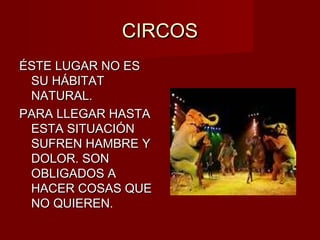 CIRCOSCIRCOS
ÉSTE LUGAR NO ESÉSTE LUGAR NO ES
SU HÁBITATSU HÁBITAT
NATURAL.NATURAL.
PARA LLEGAR HASTAPARA LLEGAR HASTA
ESTA SITUACIÓNESTA SITUACIÓN
SUFREN HAMBRE YSUFREN HAMBRE Y
DOLOR. SONDOLOR. SON
OBLIGADOS AOBLIGADOS A
HACER COSAS QUEHACER COSAS QUE
NO QUIEREN.NO QUIEREN.
 