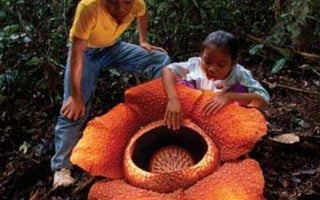 Rafflesia - The World's Largest Flower