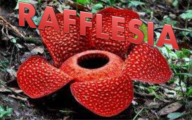 Rafflesia - The World's Largest Flower Rafflesia - The World's Largest Flower