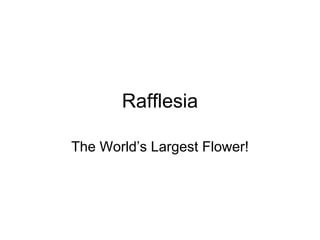 Rafflesia

The World’s Largest Flower!
 