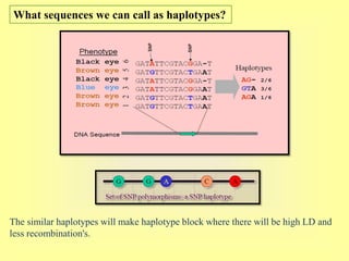 Haplotype Calling Whole Genome Selection | PPTX