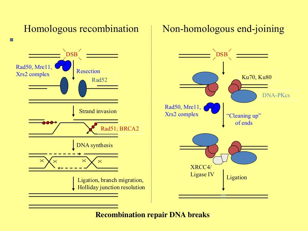 Homologous (HR)