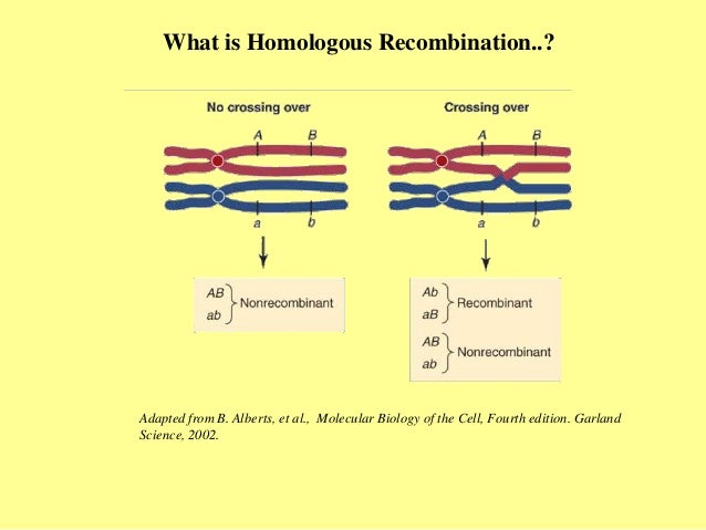 Dna repair homologous recombination