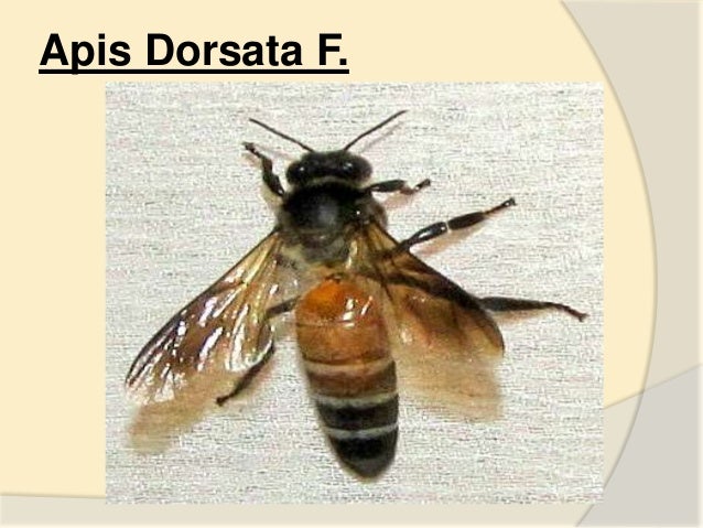 “BEEKEEPING IN INDIA PPT