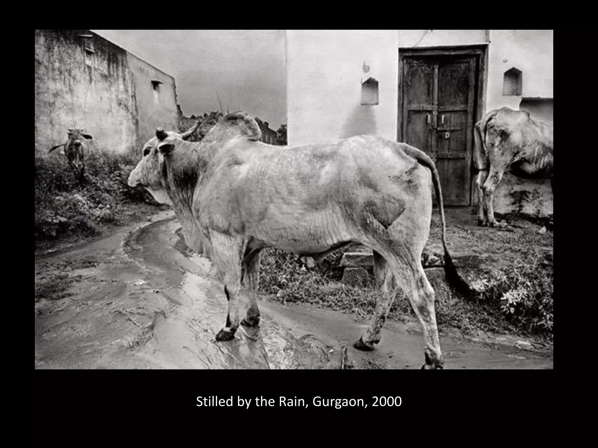 Stilled by the Rain, Gurgaon, 2000