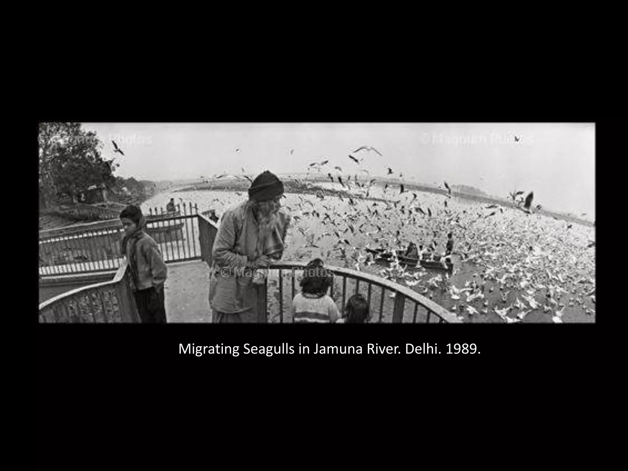 Migrating Seagulls in Jamuna River. Delhi. 1989.