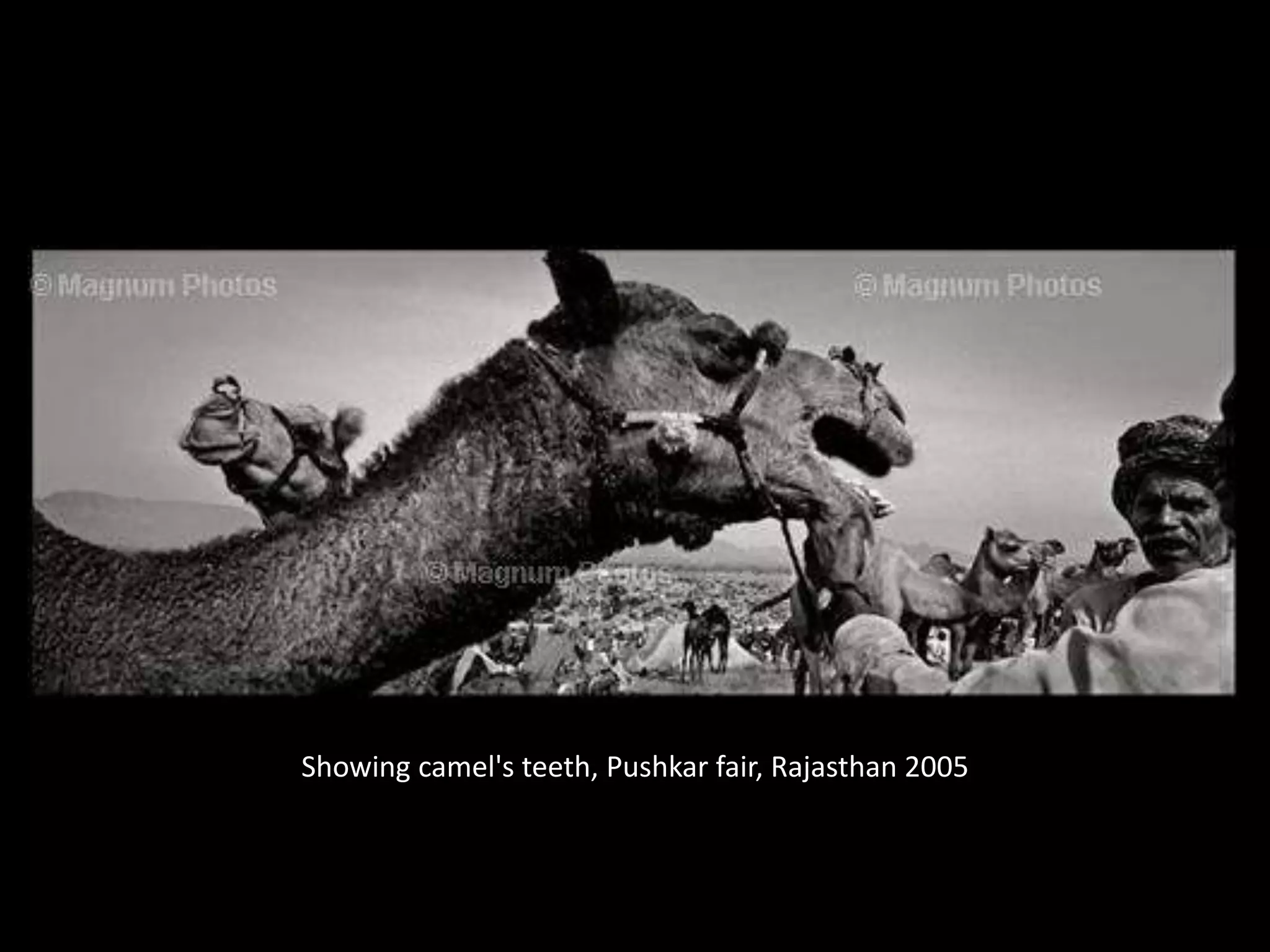 Showing camel's teeth, Pushkar fair, Rajasthan 2005