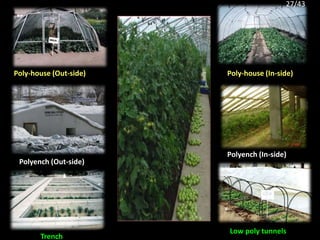 Trench
Low poly tunnels
Poly-house (Out-side)
Polyench (In-side)
Polyench (Out-side)
Poly-house (In-side)
27/43
 