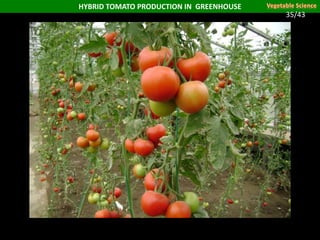 HYBRID TOMATO PRODUCTION IN GREENHOUSE
35/43
 