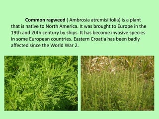 Ragweed eradication | PPTX