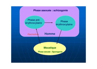 Phase asexuée : schizogonie


  Phase pré
                                Phase
érythrocytaire
                            érythrocytaire


                 Homme



                 Moustique
          Phase sexuée : Sporogonie
 