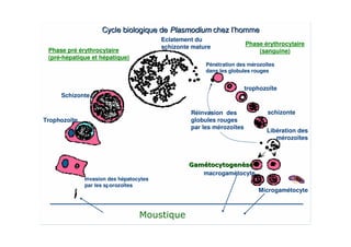 Cycle biologique de Plasmodium chez l’homme
                                         Eclatement du
                                                                       Phase érythrocytaire
                                         schizonte mature
 Phase pré érythrocytaire                                                  (sanguine)
 (pré-hépatique et hépatique)
                                                       Pénétration des mérozoïtes
                                                       dans les globules rouges


                                                                       trophozoïte
     Schizonte

                                                  Réinvasion des              schizonte
Trophozoïte                                       globules rouges
                                                  par les mérozoïtes
                                                                              Libération des
                                                                                 mérozoïtes




                                                      macrogamètocyte
              Invasion des hépatocytes
              par les sporozoïtes
                                                                           Microgamétocyte
 