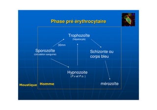 Phase pré érythrocytaire

                         Trophozoïte
                           (hépatocyte)




 Sporozoïte                                Schizonte ou
(circulation sanguine)
                                           corps bleu


                         Hypnozoite
                          (P.v et P.o. )

                                                mérozoïte
 
