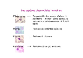 Les espèces plasmodiales humaines

P.falciparum       Responsable des formes sévères de
                   paludisme – mortel – petits poids à la
                   naissance, mort du nouveau né à petit
                   poids

P.vivax            Rechutes débilitantes répétées


P.ovale            Rechutes à distance



P.malariae         Recrudescence (20 à 40 ans)
 