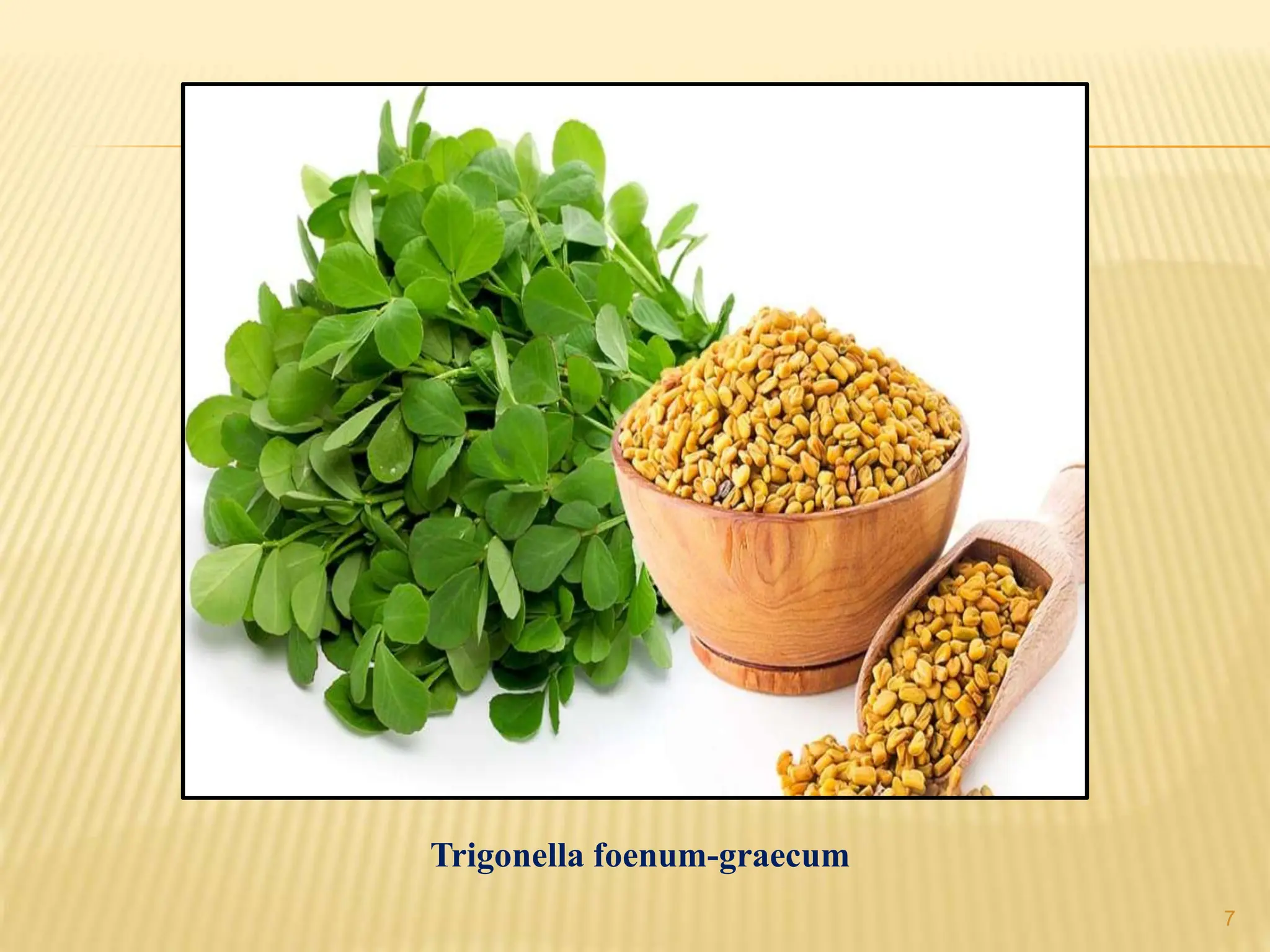 Trigonella foenum-graecum
7
 