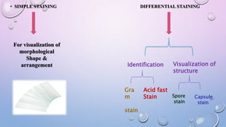 Complex Staining Types MICROBIOLOGICAL TESTS (CONVENTIONAL METHODS ) | PPTX