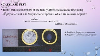 catalase test- principle, procedure, types, results,... MICROBIOLOGICAL TESTS (CONVENTIONAL METHODS ) | PPTX