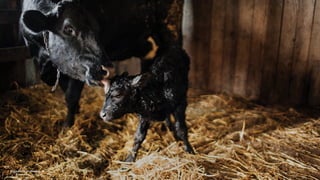 Image credit: Modern Farmer.
 