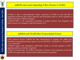 Role of miRNA for Nutrient Use Efficiency in crops | PPTX