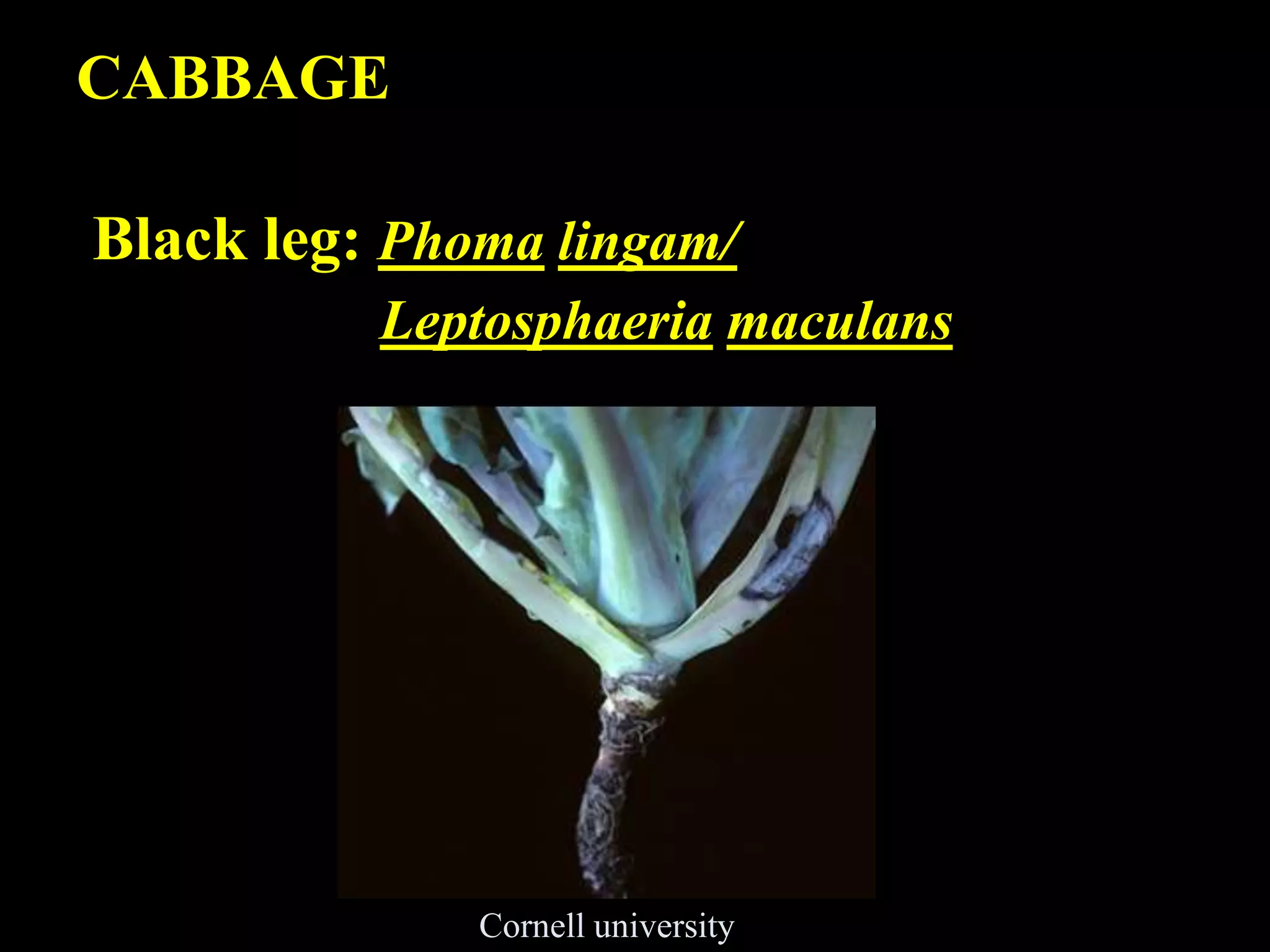 Black leg of Cabbage | PPTX