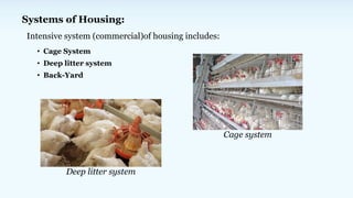 Systems of Housing:
• Cage System
• Deep litter system
• Back-Yard
Intensive system (commercial)of housing includes:
Cage system
Deep litter system
 