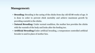 Management:
• Brooding: Brooding is the caring of the chicks from day old till 88 weeks of age. It
is done in order to prevent chick mortality and achieve maximum growth by
providing warmth to the chicks.
• Natural Brooding: Under normal condition, the mother hen provides the chicks
with the warmth of the body and looks after the feeding too.
• Artificial Brooding:Under artificial brooding, a temperature controlled artificial
brooder is used in place of mother hen.
 
