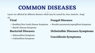 COMMON DISEASES
Layers are affected by different diseases which may be caused by virus, bacteria , fungi
etc.
Viral
• Ranikhet/New Castle Disease Symptoms
• Marek's Disease Symptoms
Bacterial Diseases
• Salmonellisis) Symptoms
• Colybacillosis Symptoms
Fungal Diseases
• Brooder pneumonia/aspergillosis Symptoms
Helminthic Diseases Symptoms
Coccidiosis Symptoms
 