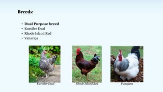 Breeds:
• Dual Purpose breed
• Kuroiler Dual
• Rhode Island Red
• Vanaraja
Kuroiler Dual Rhode Island Red Vanajara
 