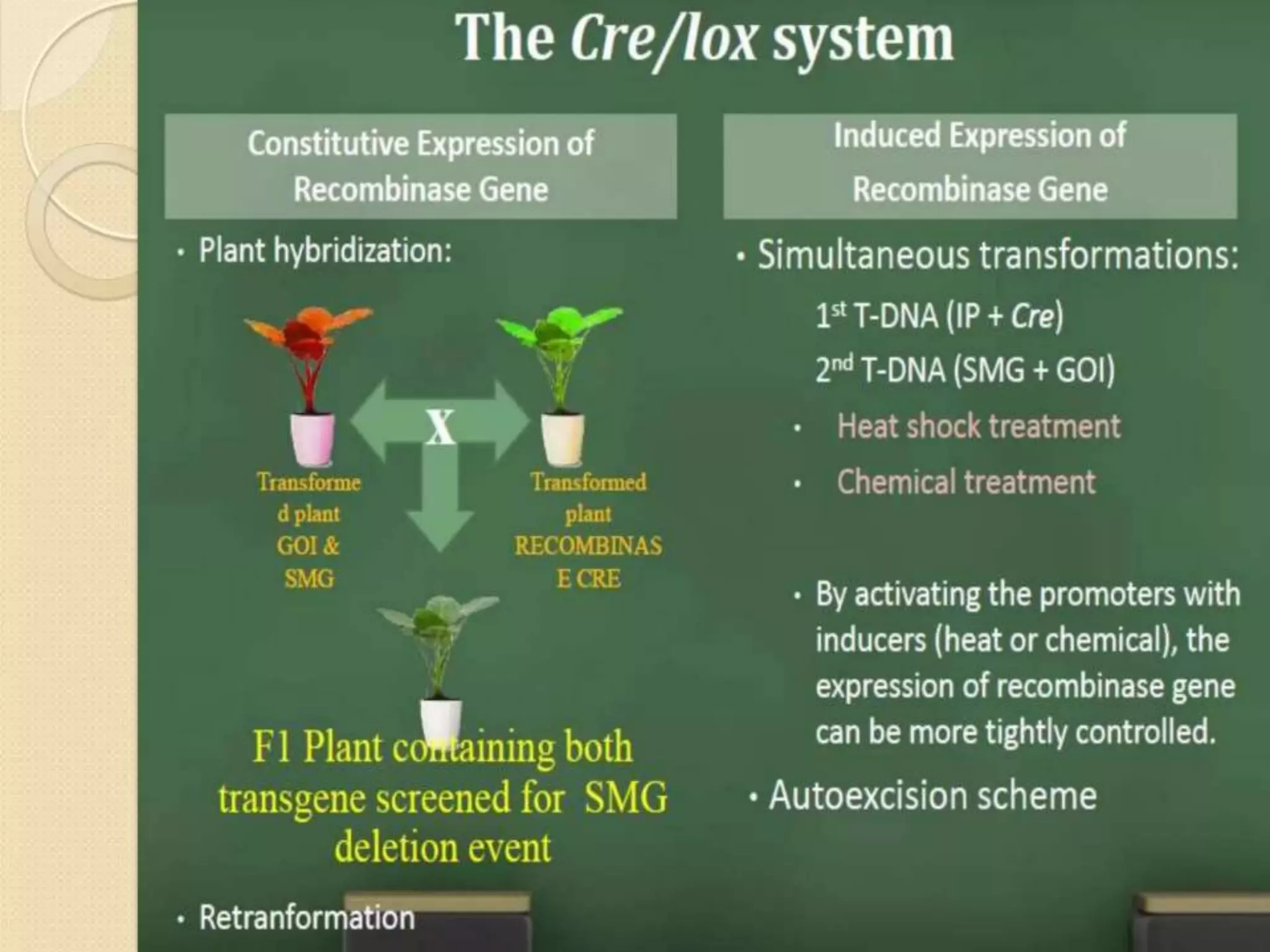 Rahul ppt Gene Stacking.pptx