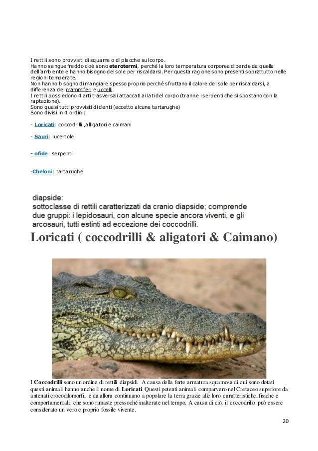Differenza Tra Caimano E Coccodrillo kobrame