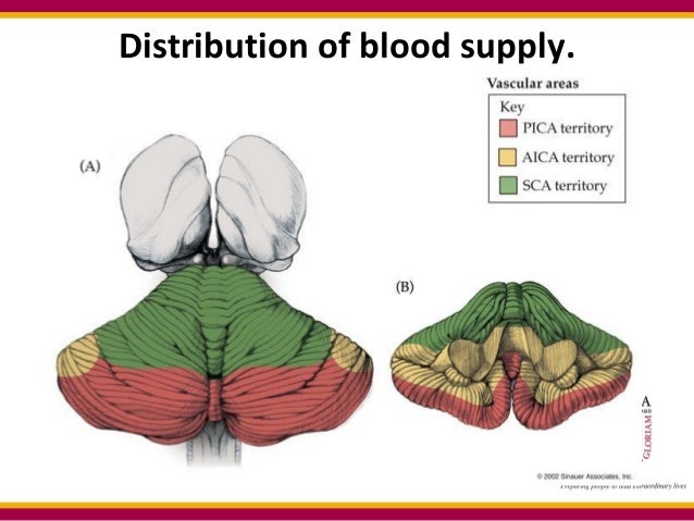 pica syndrome cerebellum pica syndrome cerebellum