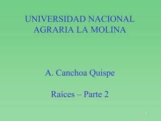 1
UNIVERSIDAD NACIONAL
AGRARIA LA MOLINA
A. Canchoa Quispe
Raíces – Parte 2
 