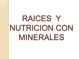 RAICES Y
NUTRICION CON
MINERALES
 