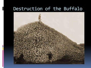Destruction of the Buffalo
 