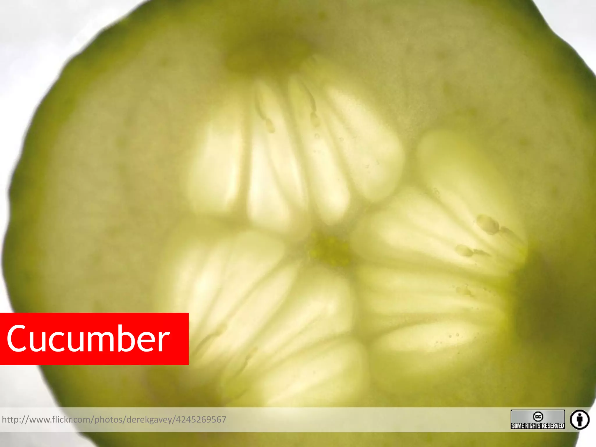Cucumber http://www.flickr.com/photos/derekgavey/4245269567 