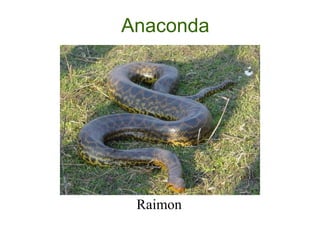 Anaconda Raimon 