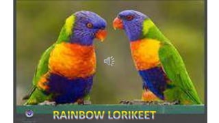 Rainbow lorikeet