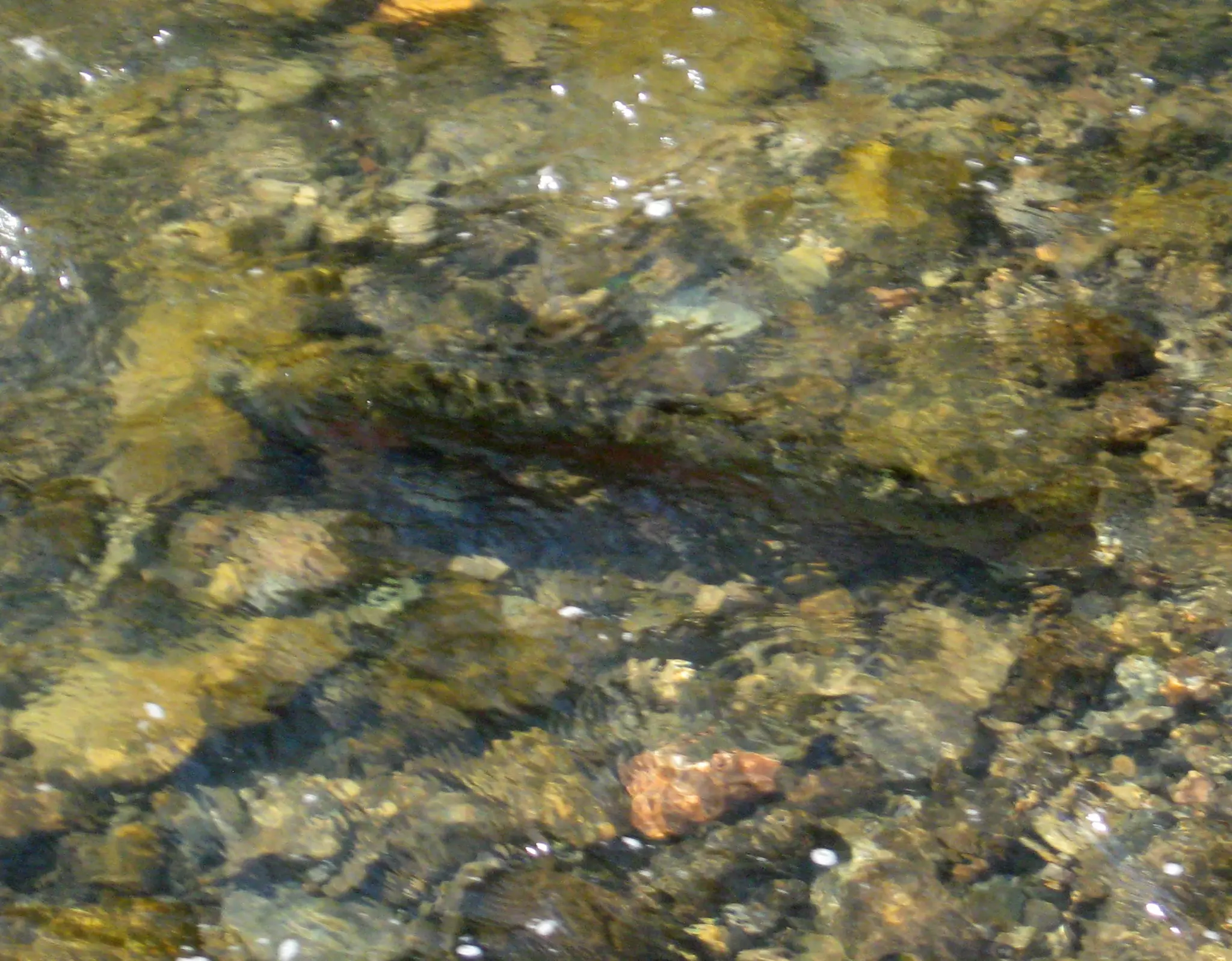 Rainbows Keep Running