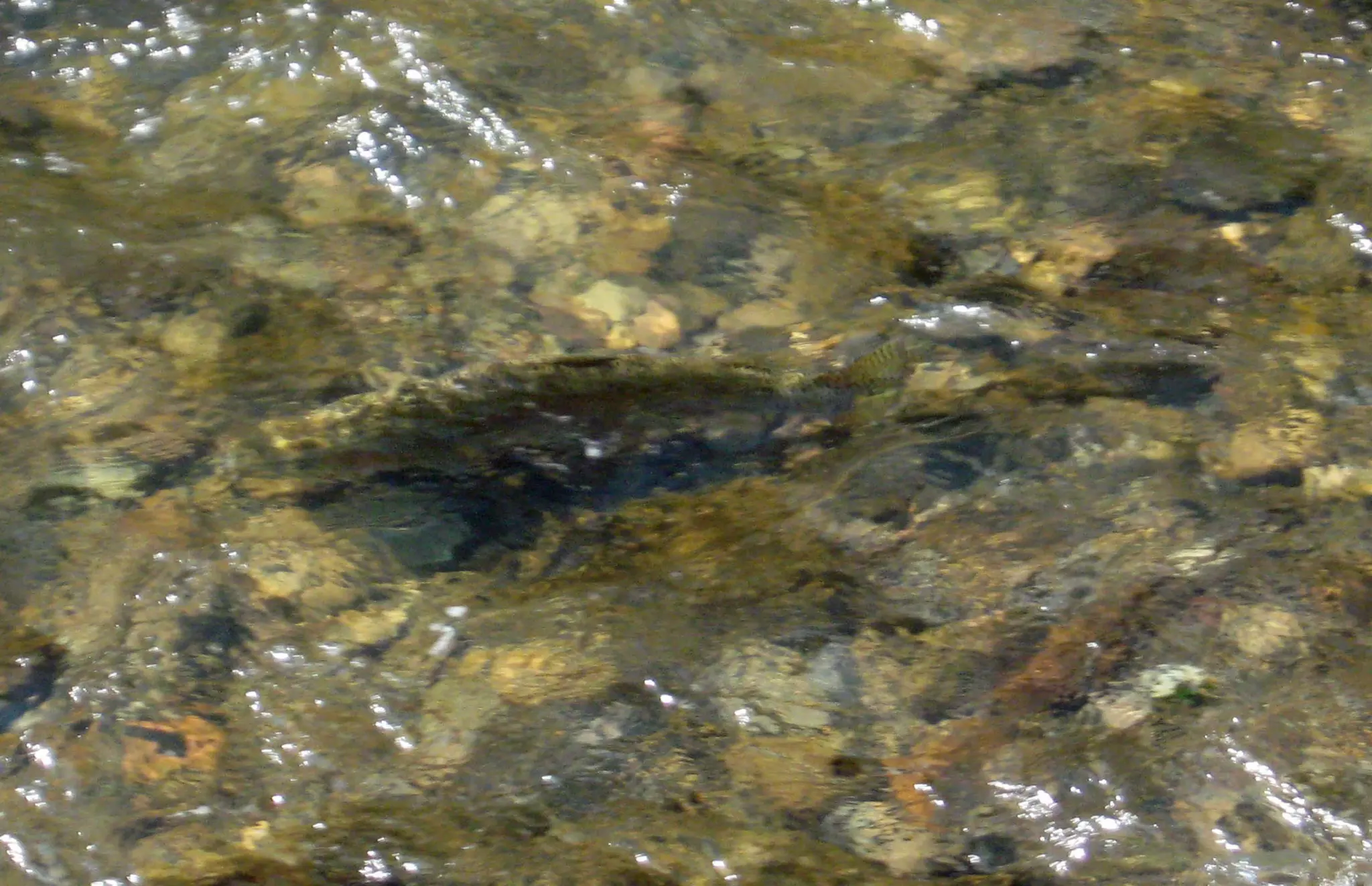 Rainbows Keep Running