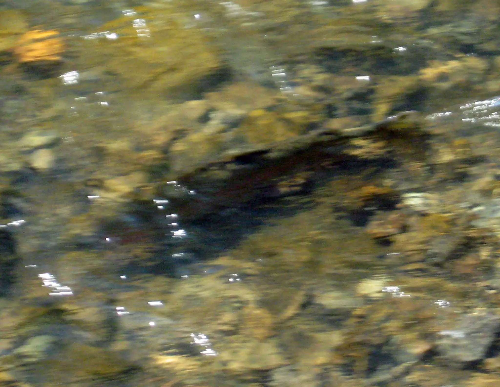 Rainbows Keep Running