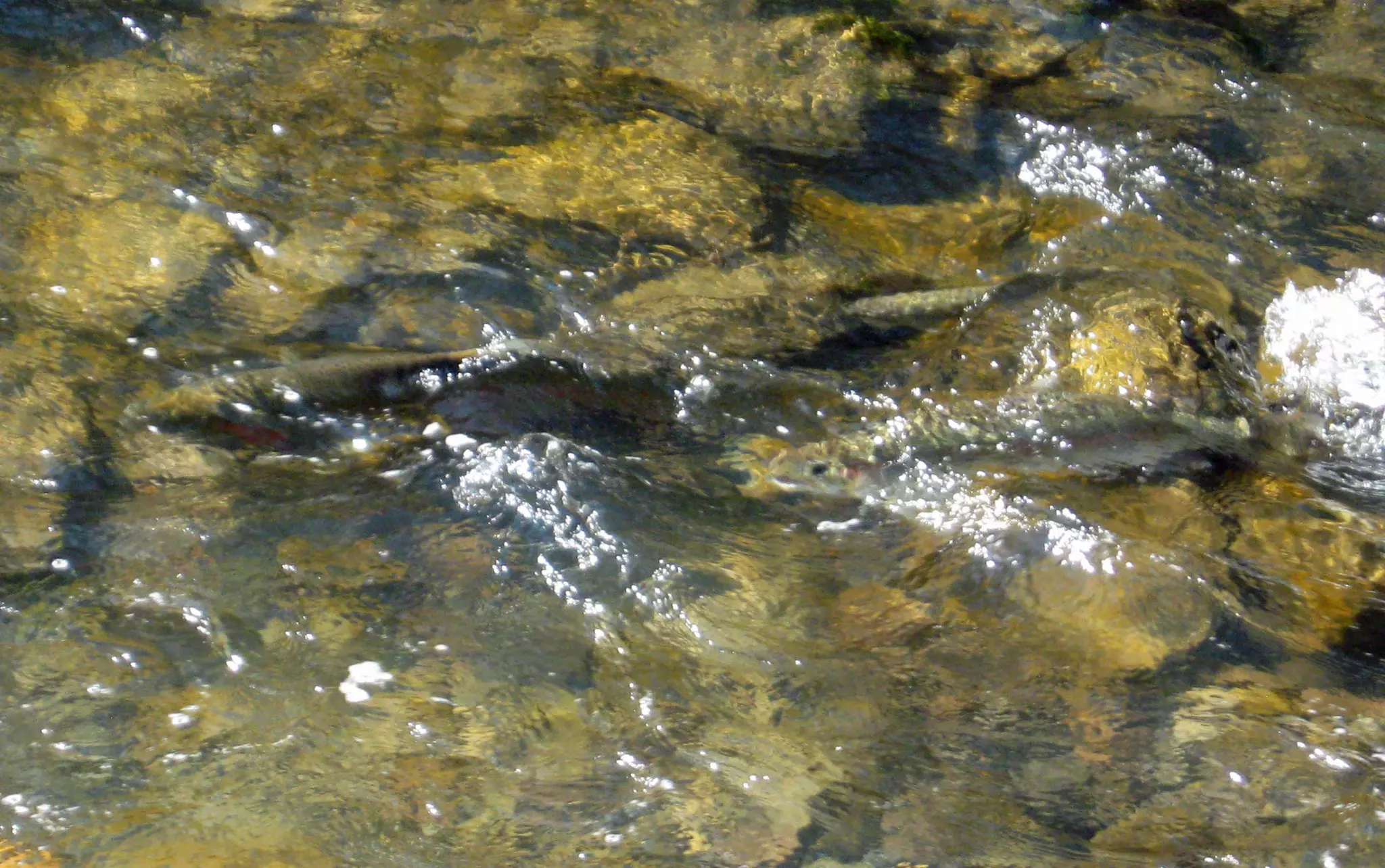 Rainbows Keep Running