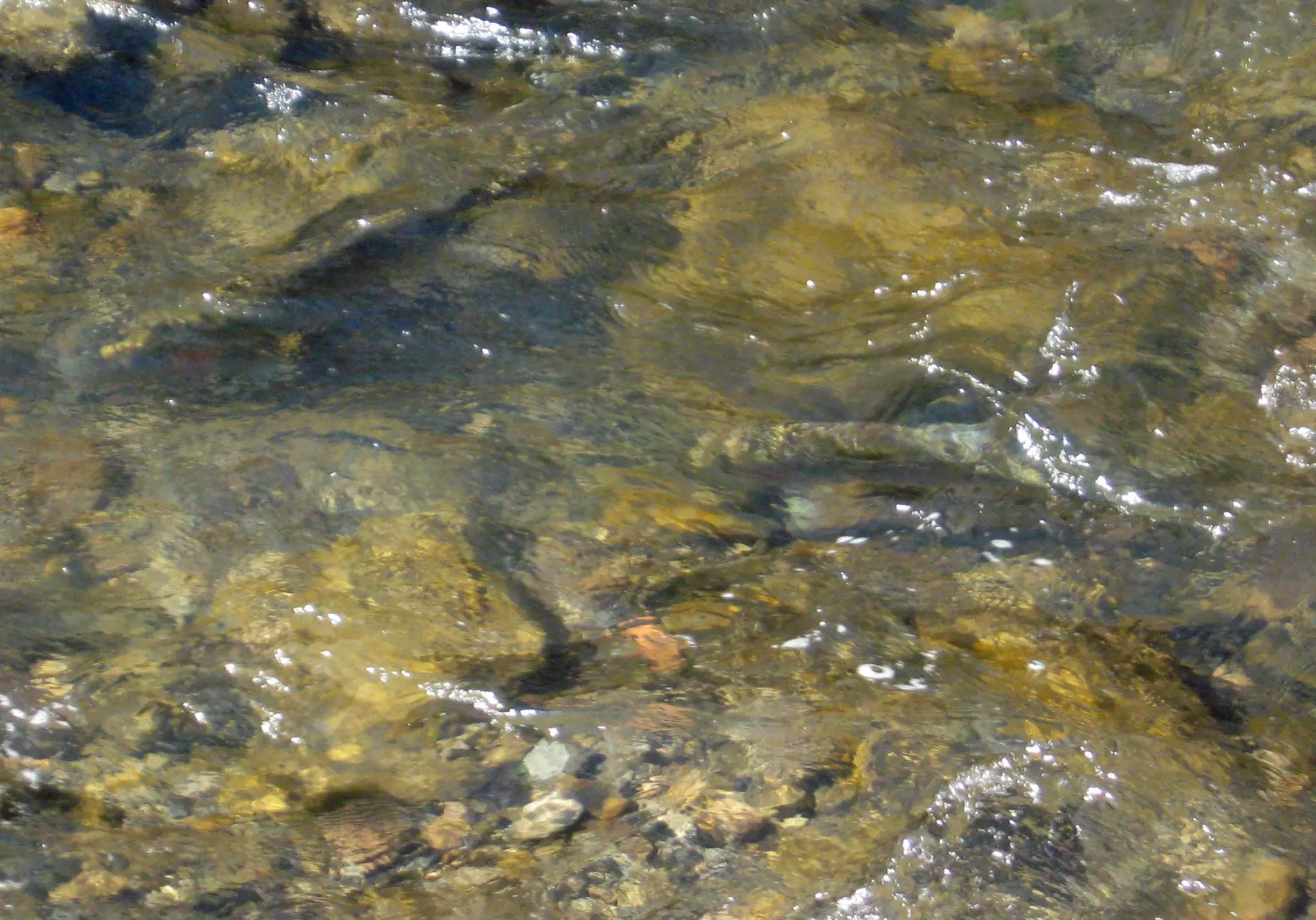 Rainbows Keep Running