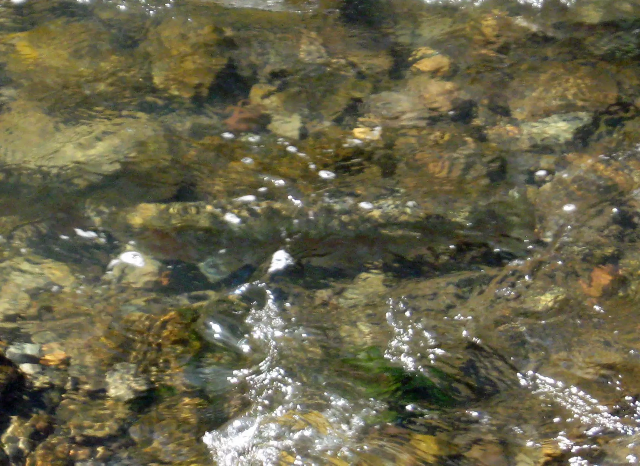 Rainbows Keep Running