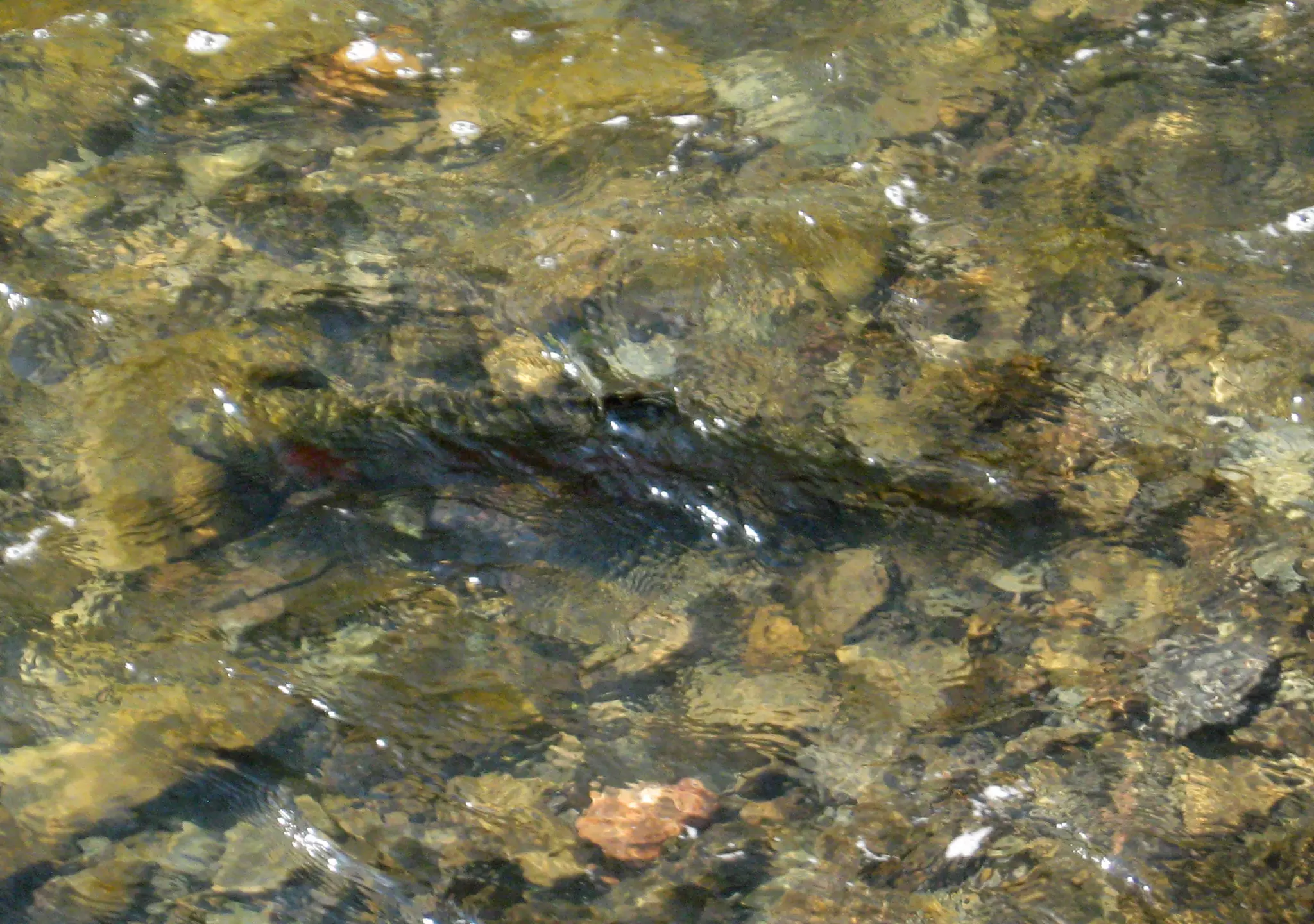 Rainbows Keep Running