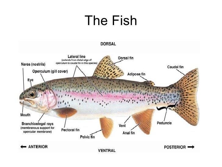Rainbow trout