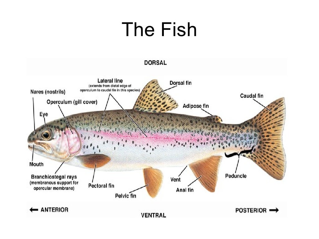 Rainbow trout