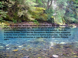Then rainbow trout spread into the Columbia River drainage between 50,000 and 32,000 years ago.  When the glacial lakes of the Pleistocene receded, the subspecies became more and more isolated.  Both the California Golden Trout and the Sacramento Red-band Trout suspected to be the most primitive  Oncorhyncus mykiss  subspecies.  The origin of a rainbow trout-like subspecies is near the Gulf of California (Roberts 2001).   