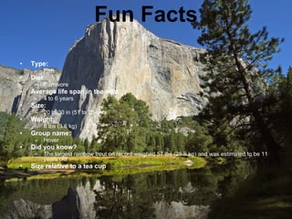 Fun Facts Type: Fish Diet: Carnivore Average life span in the wild: 4 to 6 years Size: 20 to 30 in (51 to 76 cm) Weight: 8 lbs (3.6 kg) Group name: Hover Did you know? The largest rainbow trout on record weighed 57 lbs (25.8 kg) and was estimated to be 11 years old. Size relative to a tea cup 