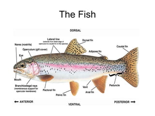 The Fish 